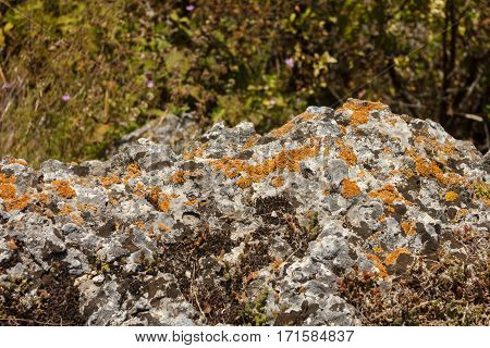 Gray stone with moss and red lichen