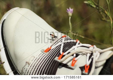 Little brown fly sit on the white sneaker