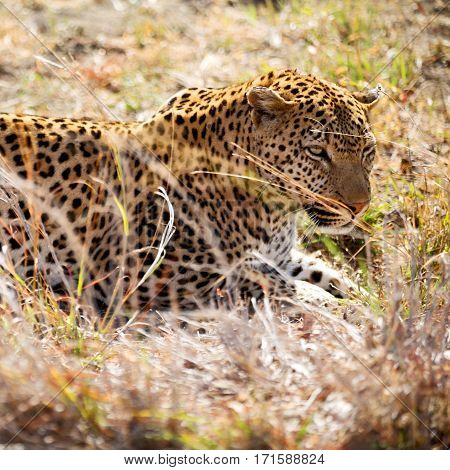 In South Africa Kruger Natural Park Wild Leopard