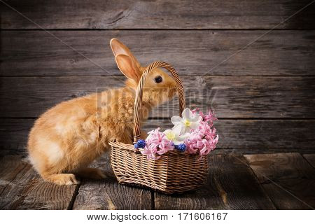 the red little rabbit with spring flowers