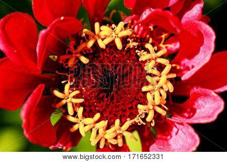 The flower is red. Macro photography close range.
