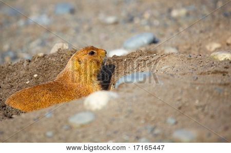 Peeping prærie hund