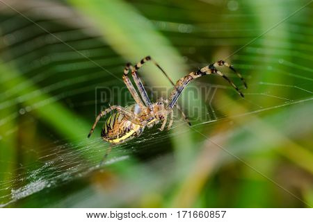 Argiope bruennichi - wasp spider sits at the center of its web