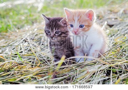 Red and gray kittens on green grass