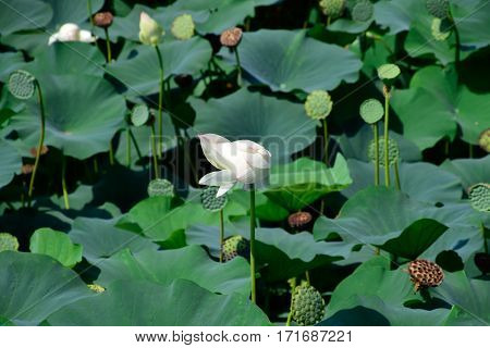 Pond With Lotuses. Lotuses In The Growing Season. Decorative Plants In The Pond