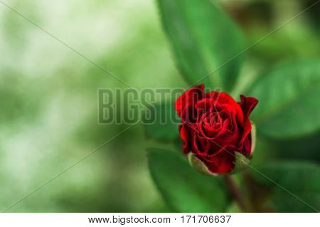 Red rose on a green background - beautiful flower. Symbol of beauty love recognition congratulations.