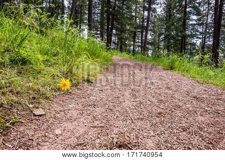 Cat's ear flower closeup on dirt hiking trail leading to alpine forest