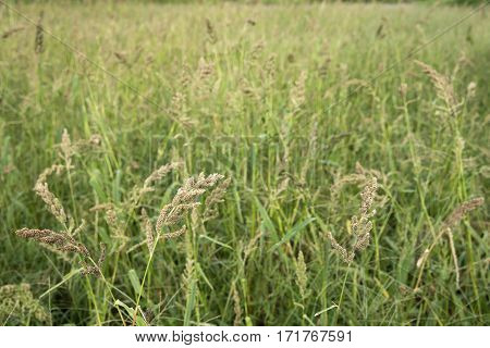 Ripe japanese barnyard millet(Echinochloa esculenta) field in autumn