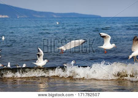 Seagulls over the sea waves. Gulls on the beach on the Black Sea coast. Selective focus.