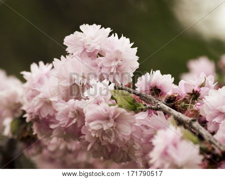 fluffy branch of cherry blossoms soft pink spring