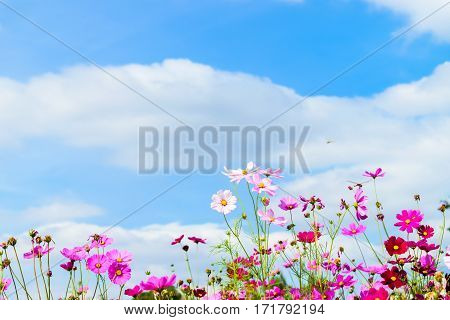 Cosmos Flowers against with blue sky background