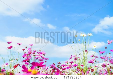 Cosmos Flowers against with blue sky background
