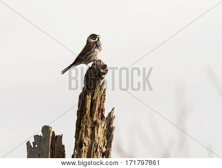 Reed bunting (Emberiza schoeniclus) male singing from post. A wetland bird in the family Emberizidae with feathers blowing in wind and beak open