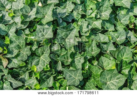 Green ivy creeper plant wall background close