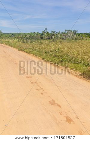 Dirty road and Vegetation at Swamp in Lagoa do Peixe lake Mostardas city Rio Grande do Sul Brazil.