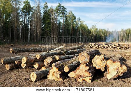 Sanitary felling of trees infected by eight-toothed bark beetle (Ips typographus) in the forest neart city Balashikha in Moscow region, Russia.
