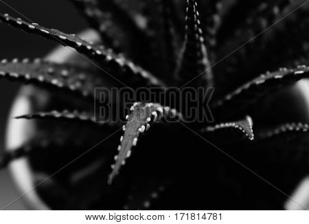 Detail of a haworthia fasciata succulent plant