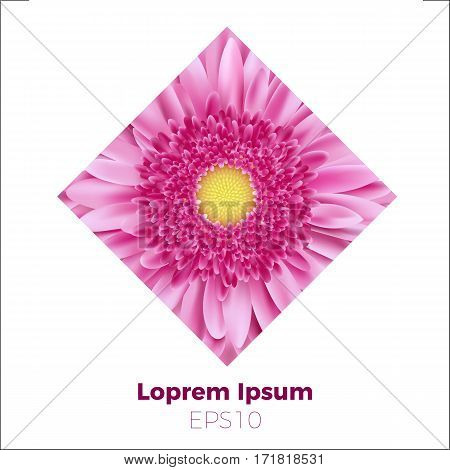 Vector illustration of gerbera or daisy single flower. Good for any design, wedding, invitation, logo. Flower in rhombus. EPS10.