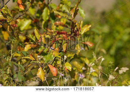 Tree with yellowing leaves on blurred background