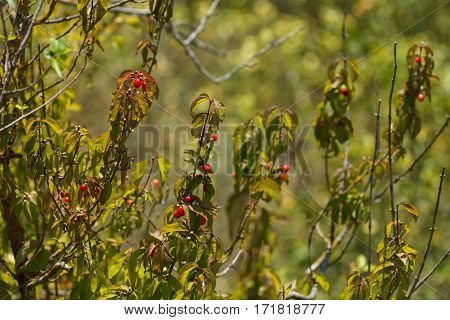 Dogwood berries ripen on the branches. Bush dogwood