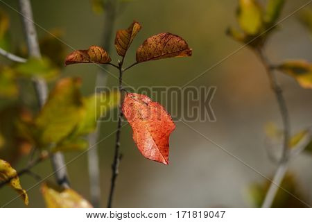 Branch with yellowing leaves on blurred background. Red leaf on a branch