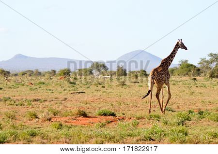 Giraffe in the savanna of East Tsavo Park in Kenya