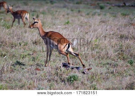Impala squatting in the savannah of West Tsavo Park in Kenya
