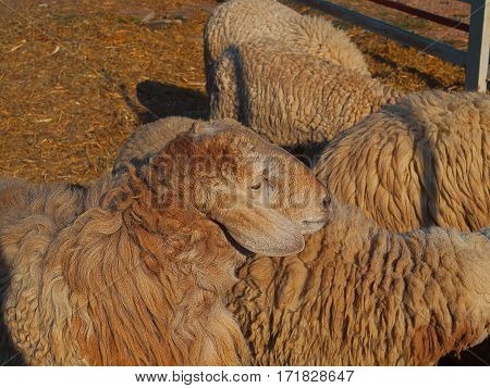 Herd of sheep Walking in farm animals pattern natural.