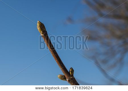buds of the great maple (Acer pseudoplatanus)
