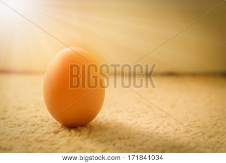 Fresh farm chicken eggs on carpeted floor with sunlight.