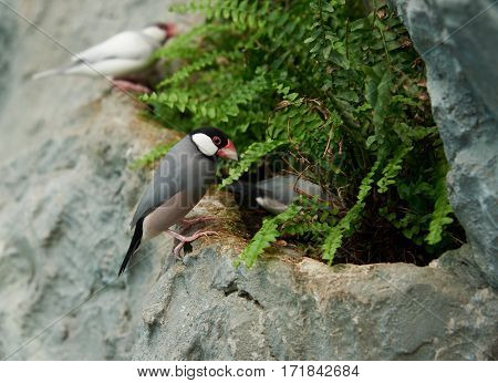 Sharp-tailed grass finch (lat. Poephila acuticauda) sitting on a stone