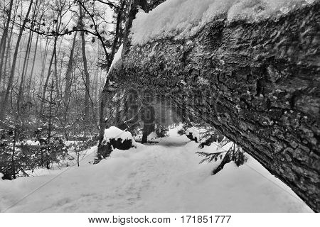 Snowy Path With Fallen Tree Looking Like A Bridge In Peklo Valley In Czech Machuv Kraj Region
