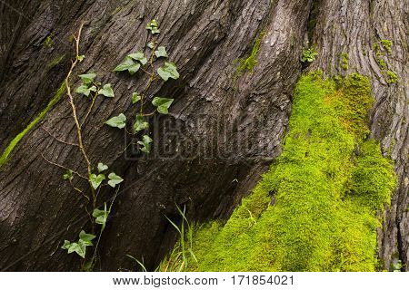 Tree bark texture with a vine and lichen moss growing on it.