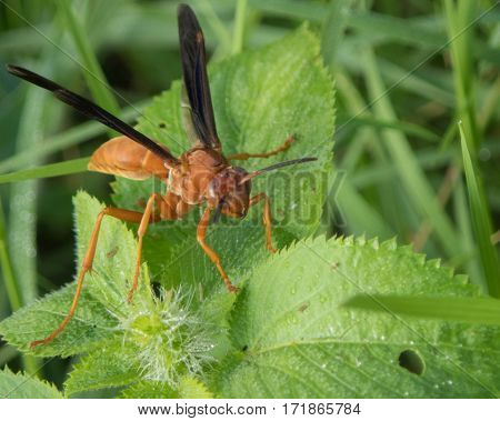 A red wasp stands at attention on green leaves on a summer day