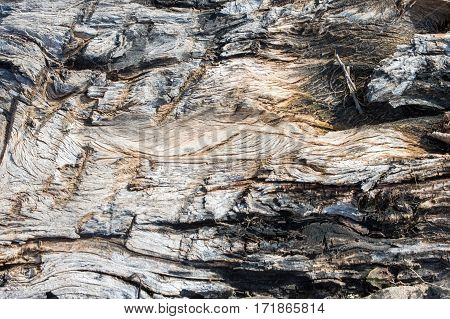 An exposed tree root makes a rather unique background or texture pattern