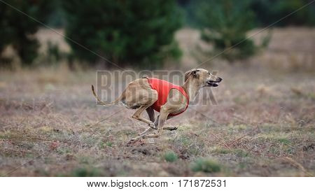 Dog Italian Greyhound Pursues Bait In The Field
