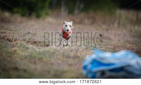 Small Dog Italian Greyhound Pursues Bait In The Field