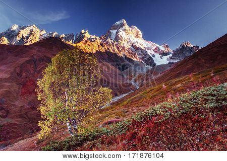 Autumn landscape and snowy mountain peaks. Birch forest in sunlight. Main Caucasian Ridge. Mountain View from Mount Ushba Mheyer, Georgia Europe