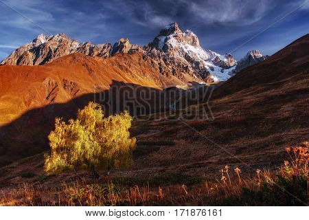 Autumn landscape and snowy mountain peaks. Birch forest in sunlight. Main Caucasian Ridge. Mountain View from Mount Ushba Mheyer, Georgia Europe