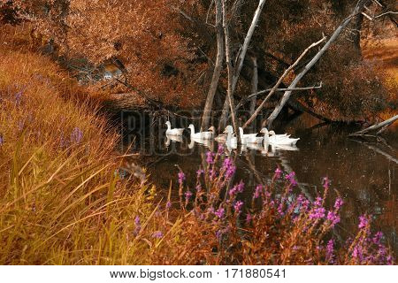 Floating Flock Of Geese With Lush Foliage In The Foreground