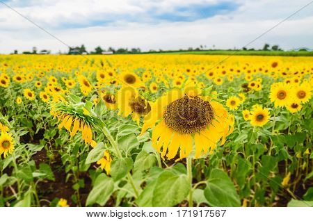 Sunflower planting figures only once a year in late winter before