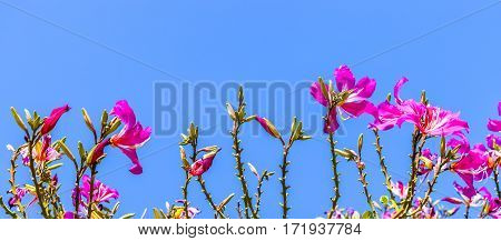 Phanera purpurea is a species of flowering plant in the family Fabaceae native to South China and Southeast Asia.