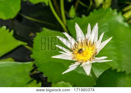 Lotus Flower (tropical Water-lily)