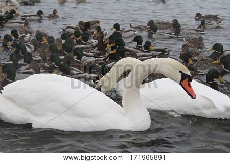 swans in the pond in winter seazon