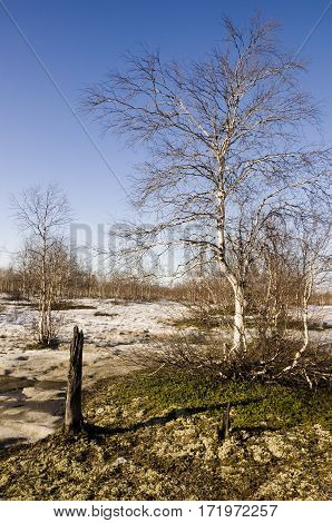 Naked birch trees and blue sky in the early spring. Snow in some places
