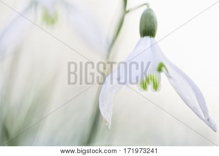 snow drops early spring white wild flower, Galanthus nivalis Wildflower abstract. Soft focus image.