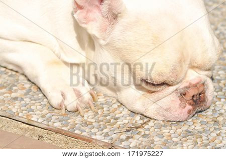 sleeping French bulldog on the floor white dog