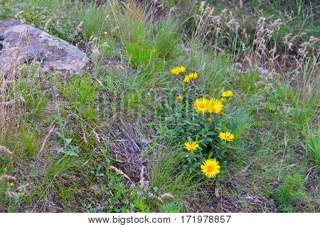 Sunwheel flowers (Buphthalmum Salicifolium) on the meadow