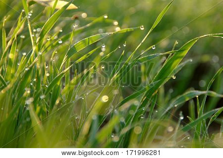 dew drops on green grass,
morning in the meadow