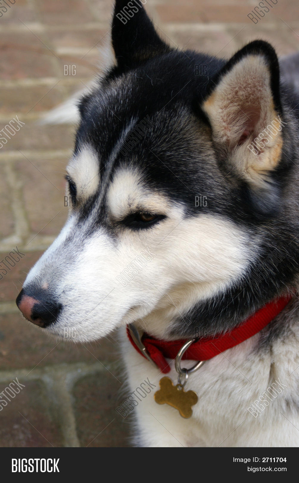 Snow Nose On Siberian Image & Photo (Free Trial) Bigstock